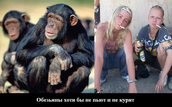 Те, кто ведёт себя подобно животным с другими людьми, также реинкарнируют в качестве животных. 